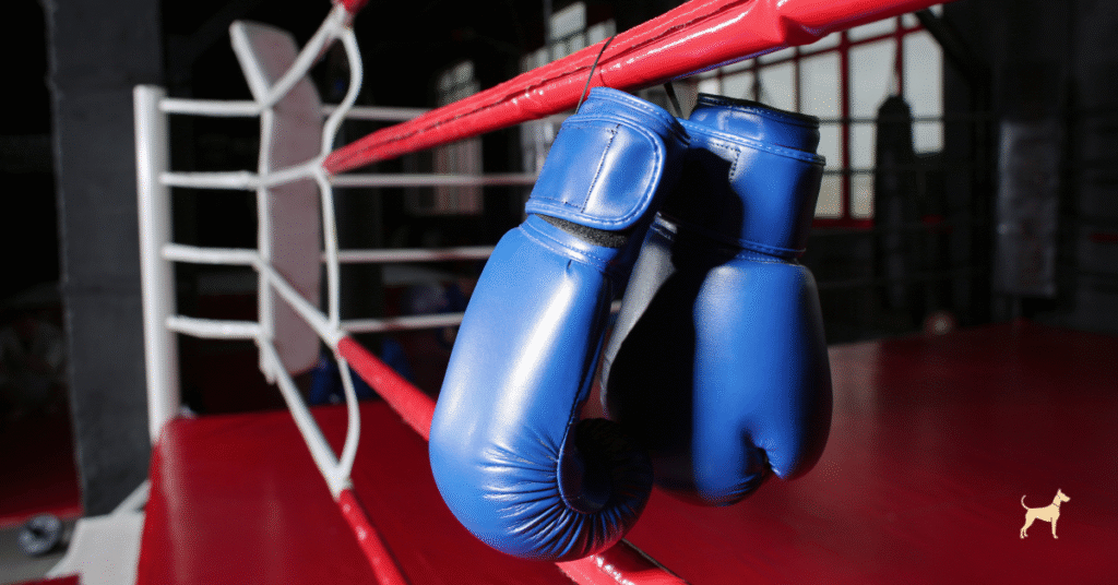 Leather boxing gloves hanging on the ropes of a quiet gym